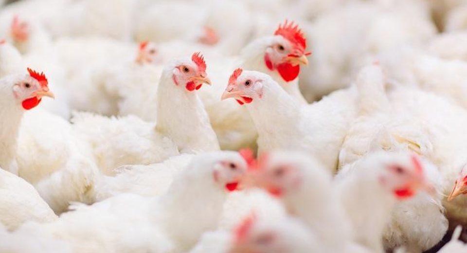 Tipps für die Verwendung von Chicken House Desinfektionsmittel