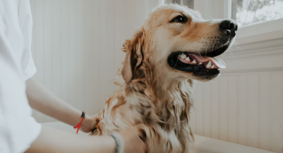 Wie benutzt man Hundedesinfektionsmittel Reiniger?