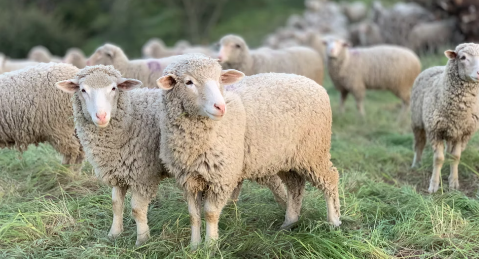 Tipps für die Verwendung von Schafdesinfektionsmittel
