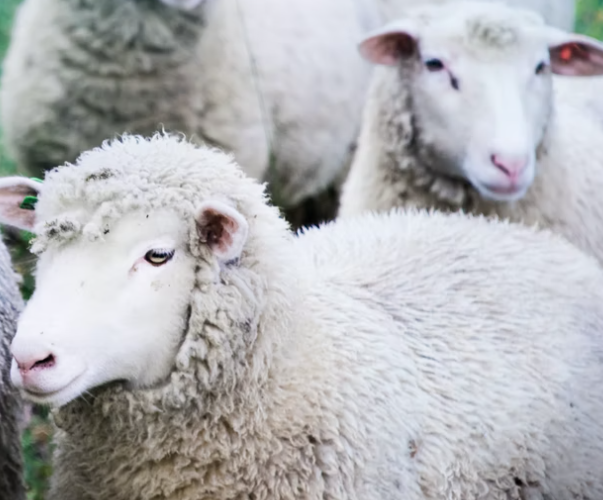 Desinfektionsmittel für Schafe